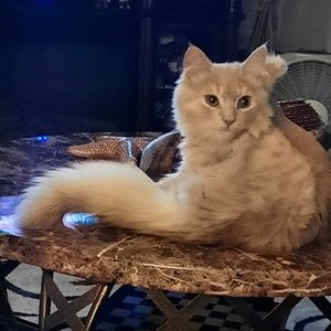 Meet your Posher, Sheryl